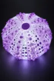 lampe-oursin-3d-squelette-oursin-dessus.webp