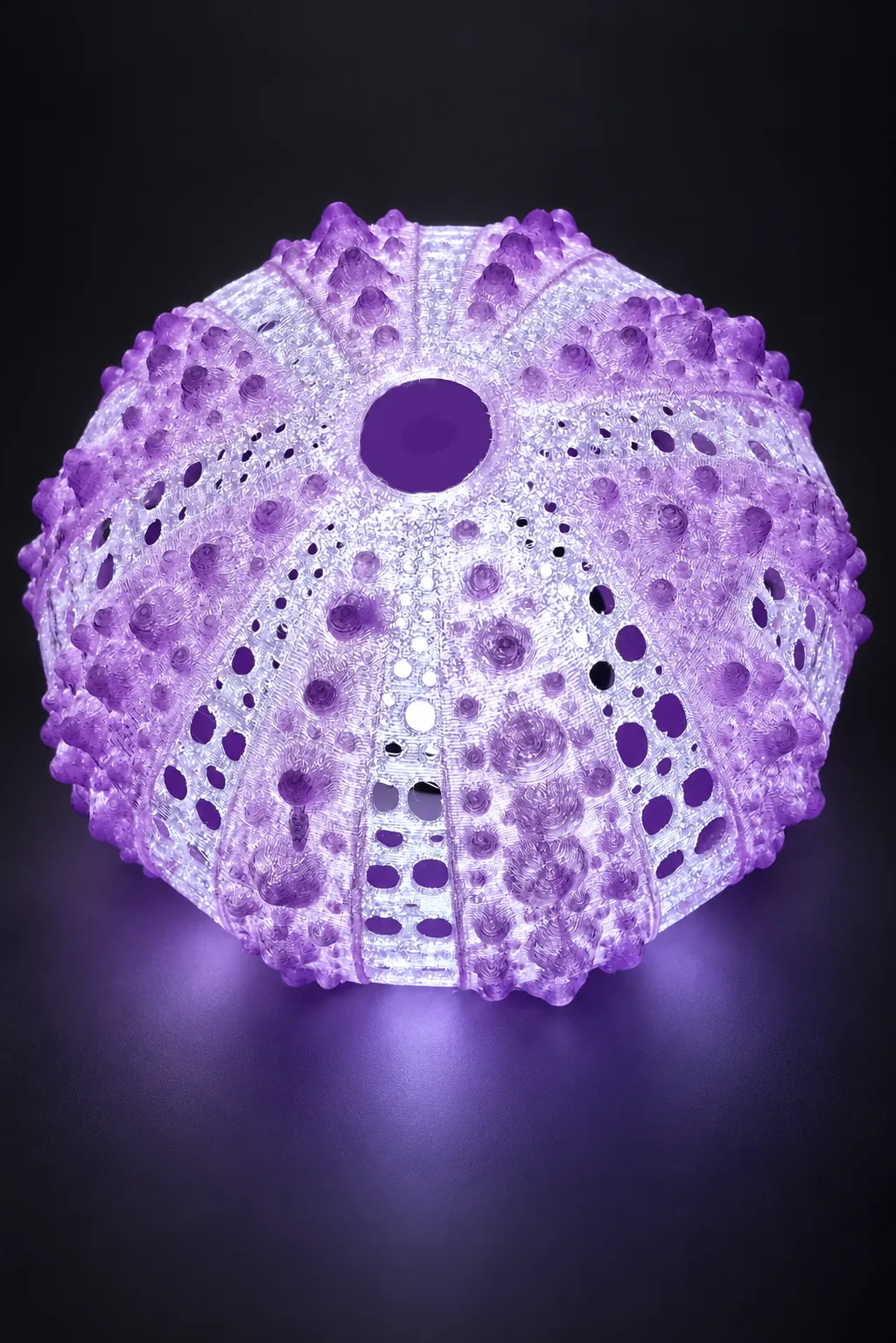 lampe-oursin-3d-squelette-oursin-dessus